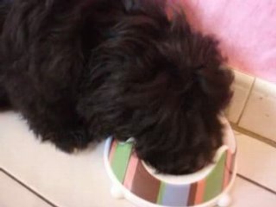 Dior prend son repas