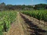 Un vigneron du Languedoc