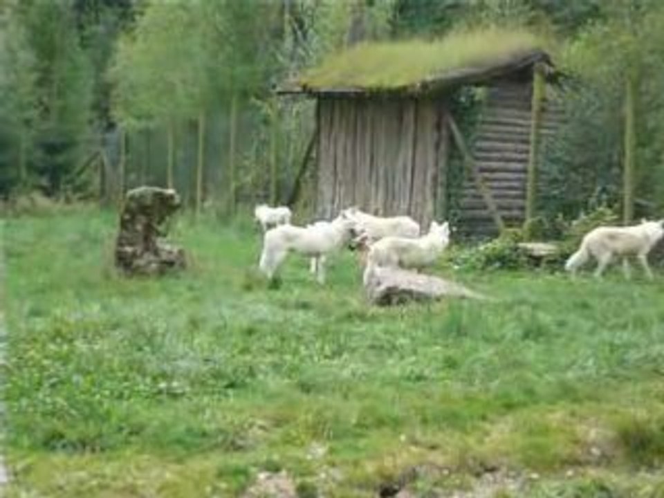 loups blancs