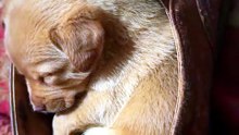 Rescue Puppy Falls Asleep Inside a Shoe — Tiny Snores 👟🐾