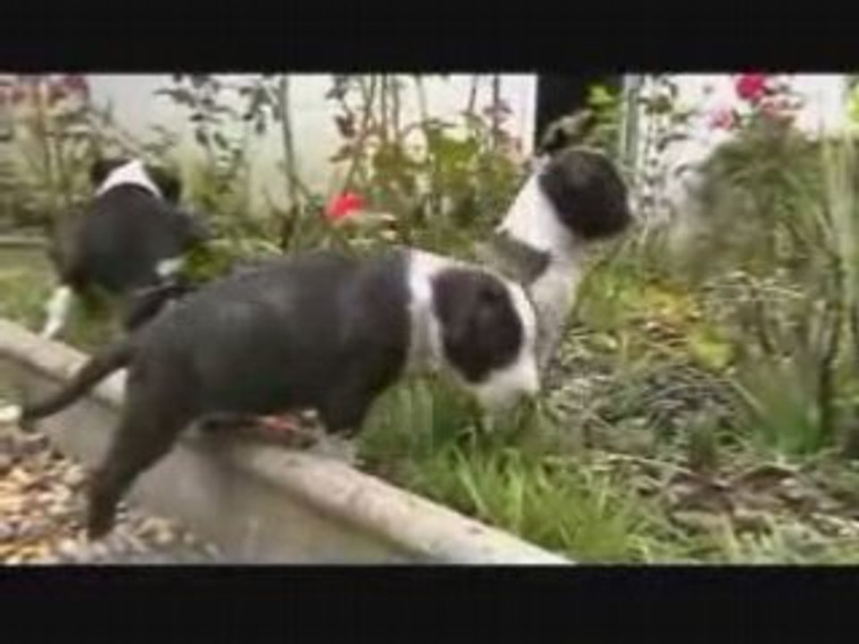 Chiots dehors5