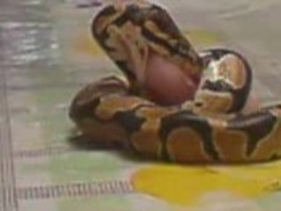 serpent qui mange2