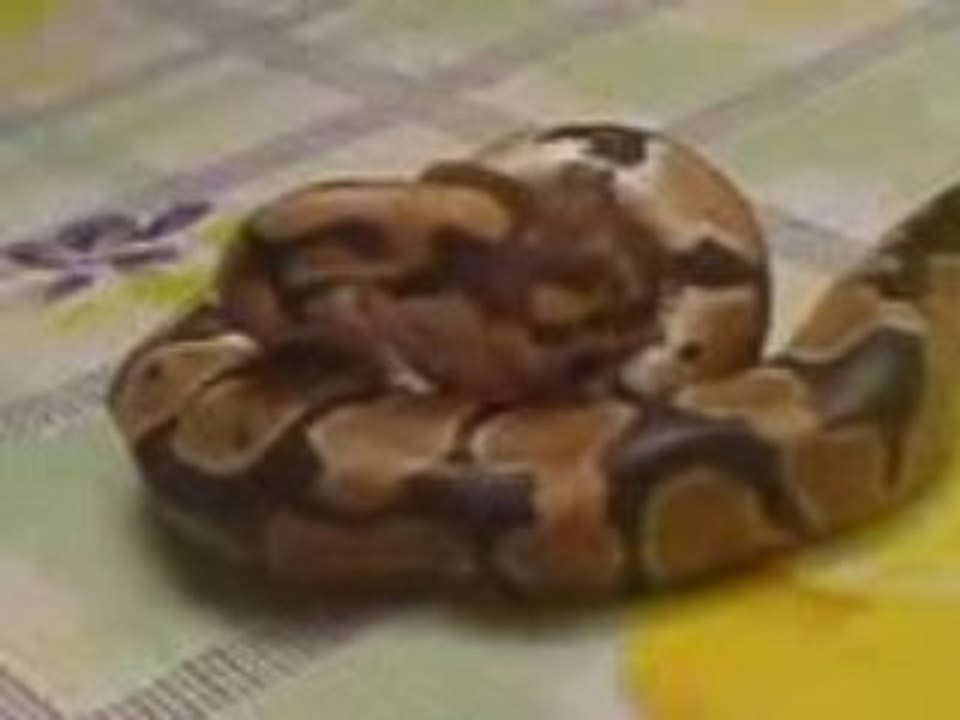 serpent qui mange3