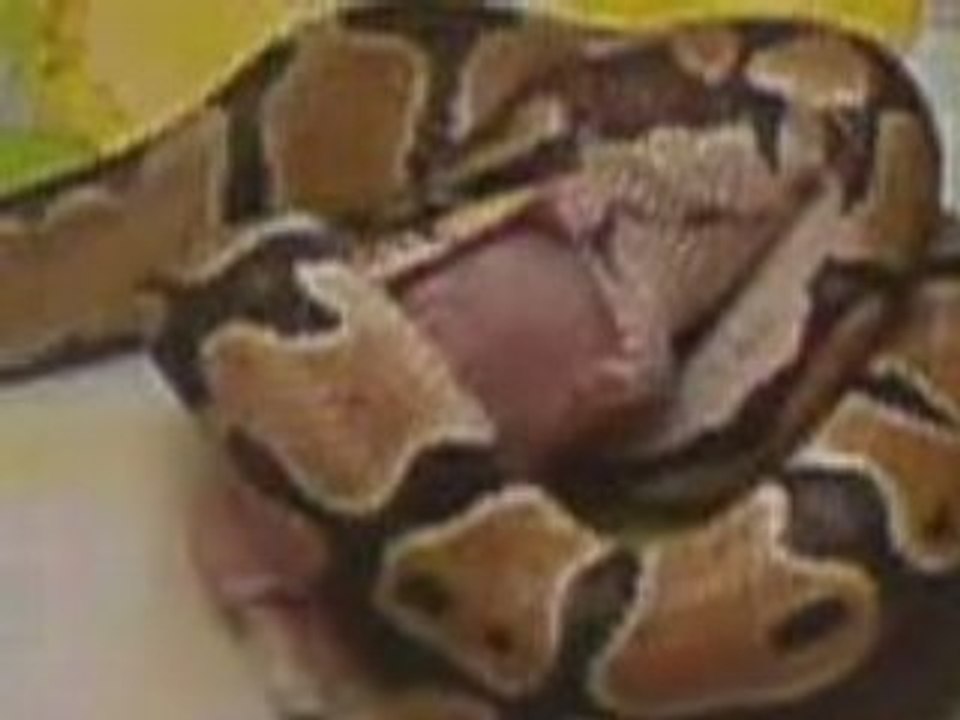 serpent qui mange4