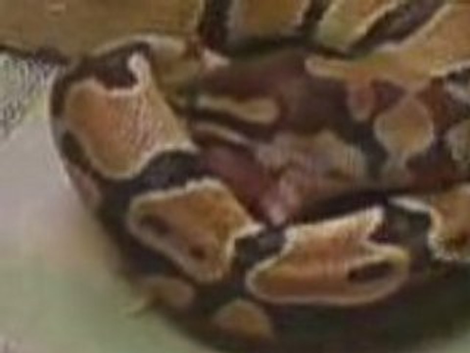 serpent qui mange5