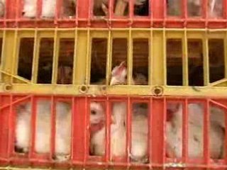 Kapporos Investigations, Brooklyn, N.Y.