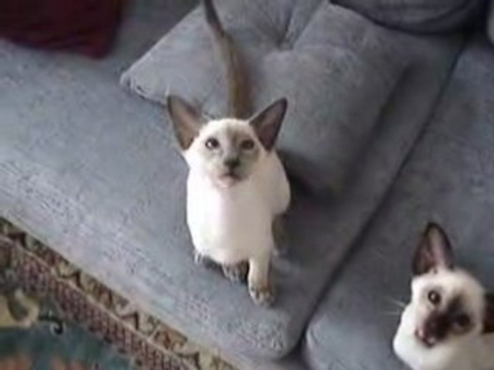 ZuZu and YY Meowing at Meomy on the Computer Screen