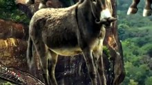 SpinningMule - #funnyanimals #pets #fyp #SpinningMule
