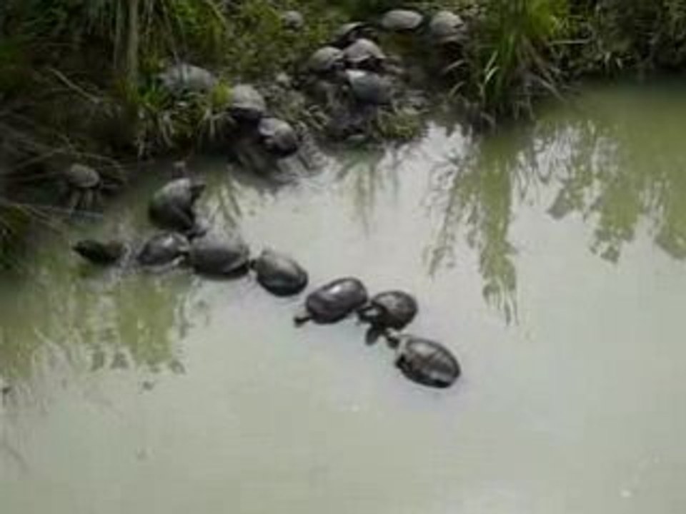 tortues de floride