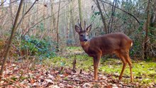 Hidden Forest Camera Captures a Velvet Buck Feeding Under an Oak Tree