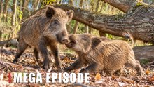 Wild Boar Family Interaction Caught on Camera | Forest Wildlife