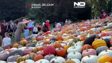 Χιλιάδες κολοκύθες μεταμορφώνουν βελγικό κάστρο κοντά στις Βρυξέλλες σε μαγικό δάσος