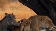Bro Forgot Where He Was for a Second! 😂😂 Wild Animal Prank