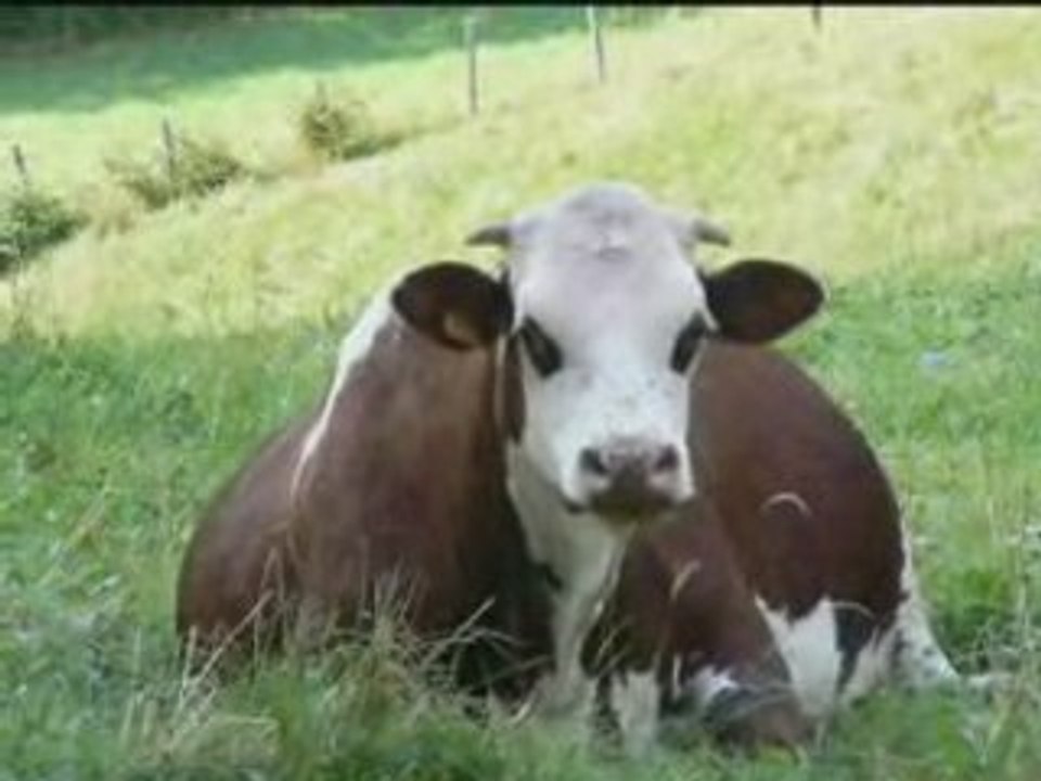 Des vaches