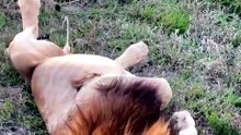 Ce lion n'est pas encore propre la nuit...
