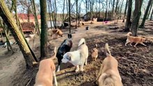 Tour of our dog shelter