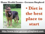 GSD home health exams - German Shepherd  health exams