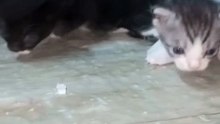 Cute animals 😼❤️cute kitten