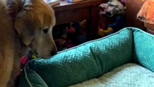 Senior Rescue Dog Gets First Orthopedic Bed — Sinks In With Happy Groan 🐾❤️