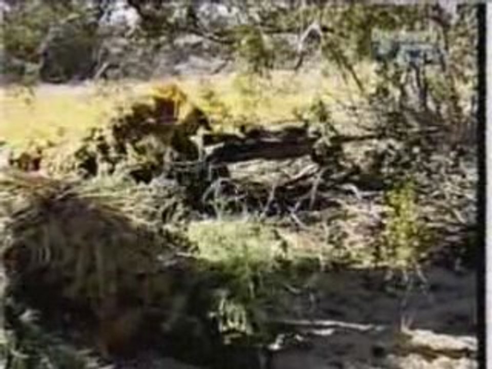 Iraqi Snipers VS US Snipers