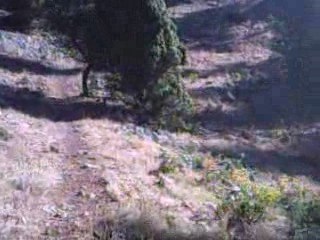 CEVİZLİ - AKSEKİ - Şahap öküz yaylası