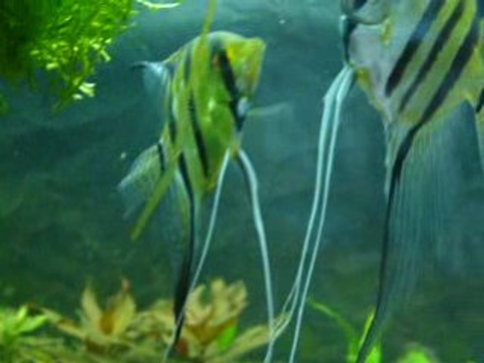 Eclosion des scalaires