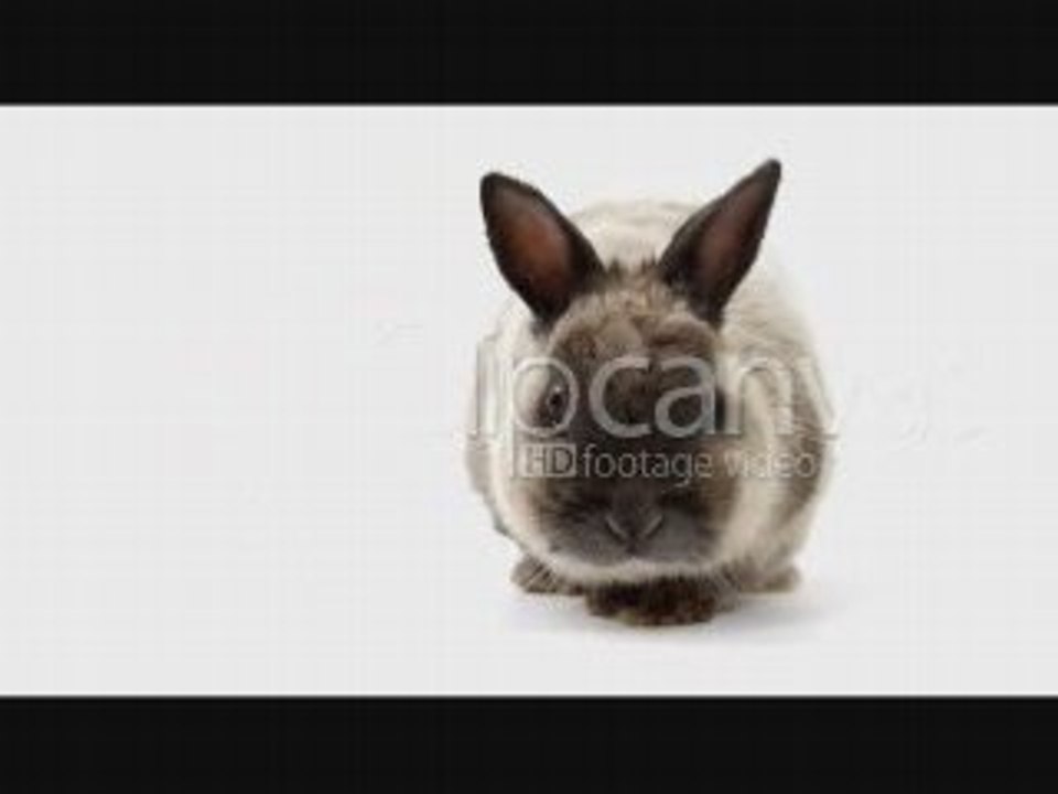 Stock footage - rabbit, Clipcanvas.com