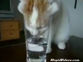 un chat qui avait très soif