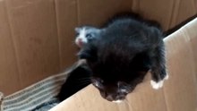 cute kittens ❤️🤣#viral #foryou #cute