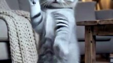 Dancing Cats 😻 Funny Cat & Dog Videos