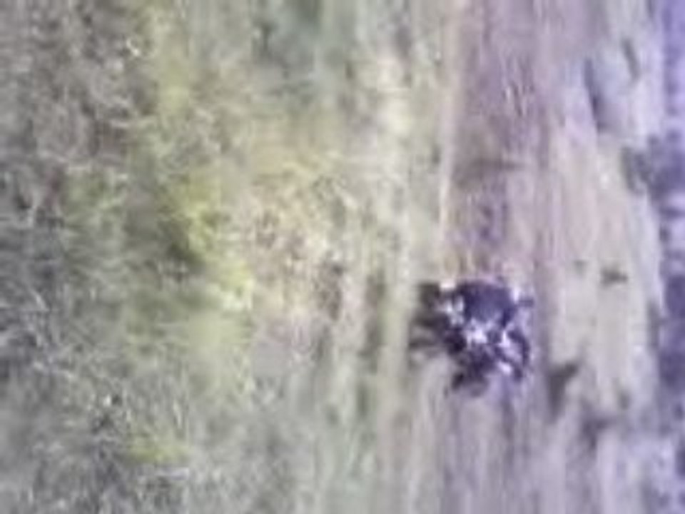 weeling scrambler 4x4 pont avant