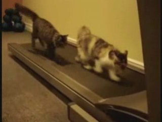 Lachvandedag.nl - Kattenloopband