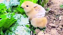 The Most Amazing Animal Parents in Nature!