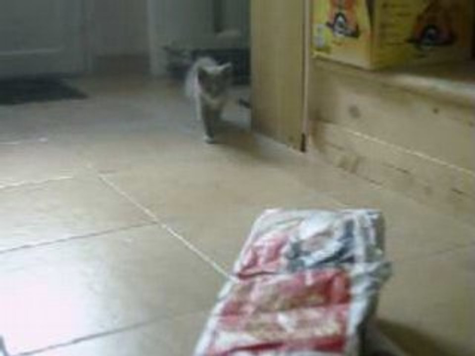 les chatons 4