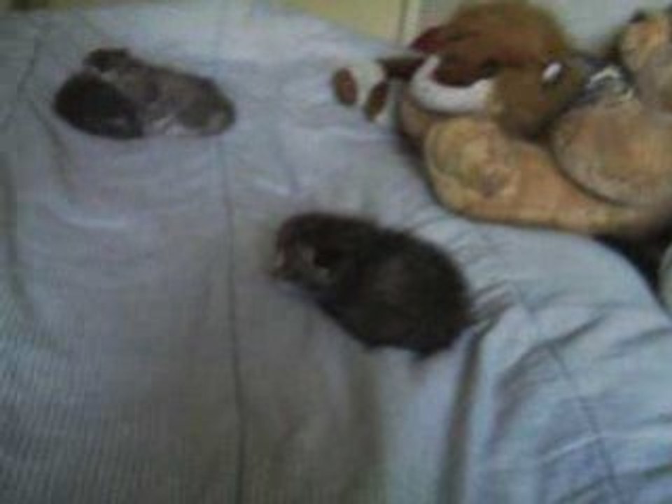 Tigrou qui apprend a marcher