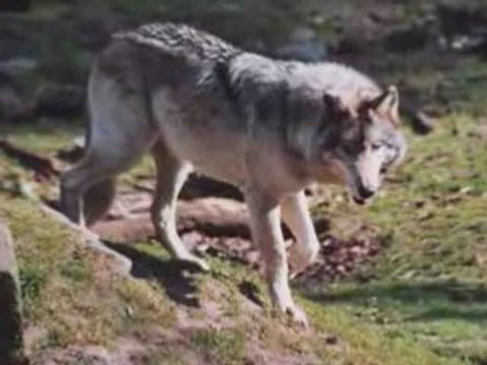 Wolf Forest .x. Elementary World