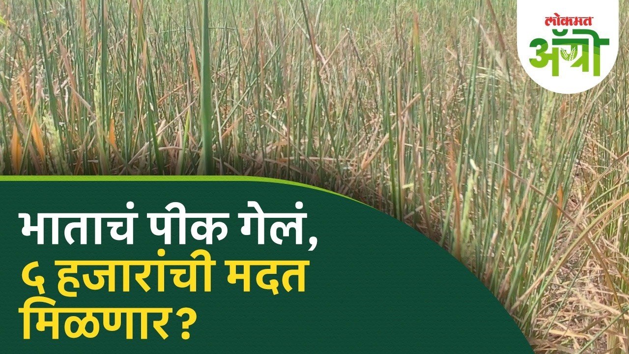 भात शेती उद्ध्वस्त, शेतकरी संकटात! Rice Crop Damage in Nashik | Drought ...