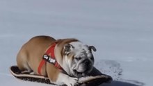 Top 5 Dogs In The Snow 🐶❄️