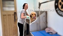 Golden Retriever Goes to the Groomers | Cute Dog Bath and Wash