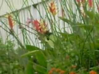 Le colibri, mon nouvel ami