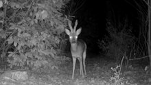 Hidden Forest Camera Reveals Night Creatures in a Woodland Tale