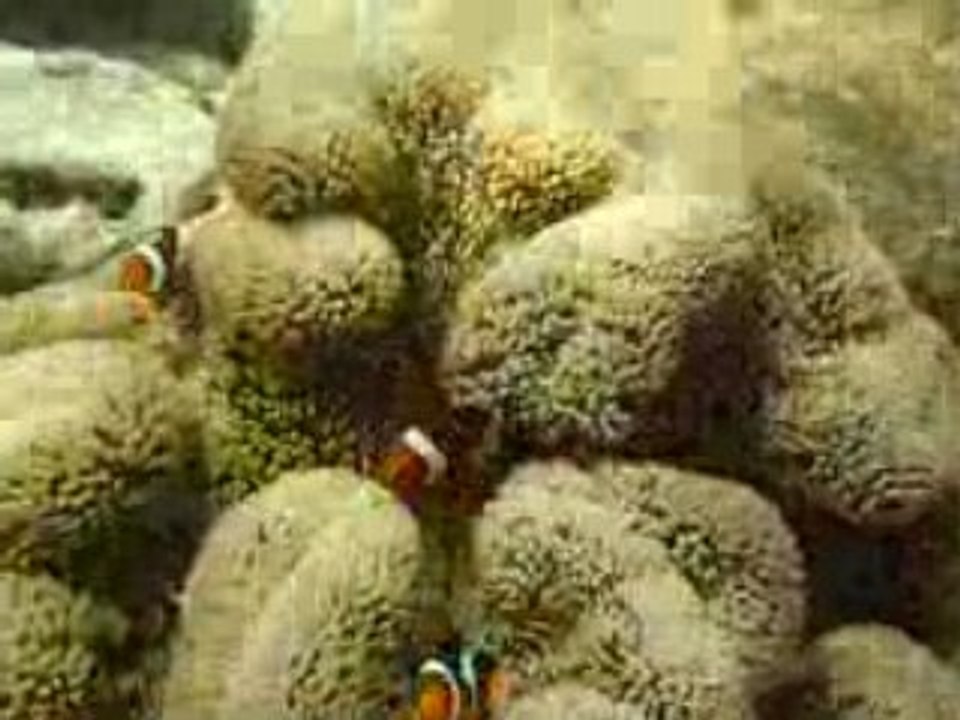 Malaisie_Poisson clown