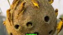 Top 5 Animals That Are Nature’s Greatest Engineers!