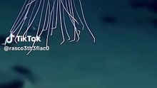 Une méduse bioluminescente à 3 700 mètres de fond  #abysses #nature #ocean #science