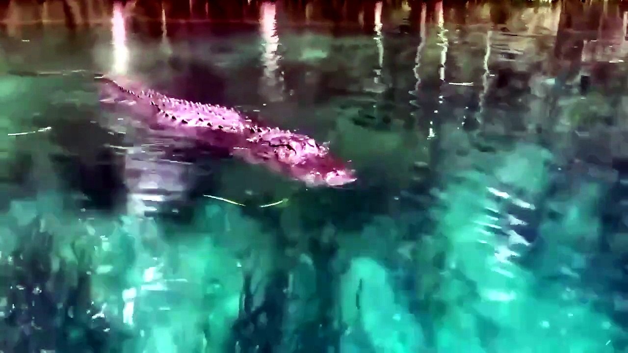 Frau aus Florida stupst einen fauchenden Alligator mit einem Paddel an