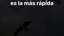 Top 3 aves más rápidas en picado