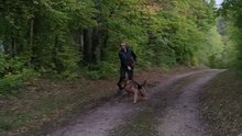 Si votre chien tire en laisse, dites le mois en commentaires et je vous donnerai des conseilles#chien #dressage #conseil #educationcanine #bergerallemand