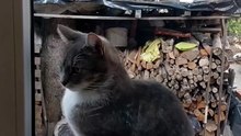 The little flirt has arrived! 😹💕 #cat #catlovers #funnycats