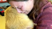Rescue Worker Bursts Into Tears Hugging Golden Puppy 🥺🐾