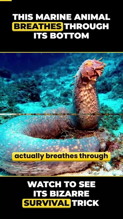 Sea Cucumber Cloacal Respiration - video Dailymotion